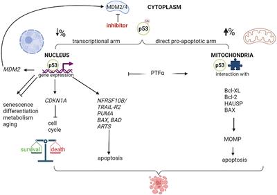 MDM2 inhibitors-mediated disruption of mitochondrial metabolism: A novel therapeutic strategy for retinoblastoma